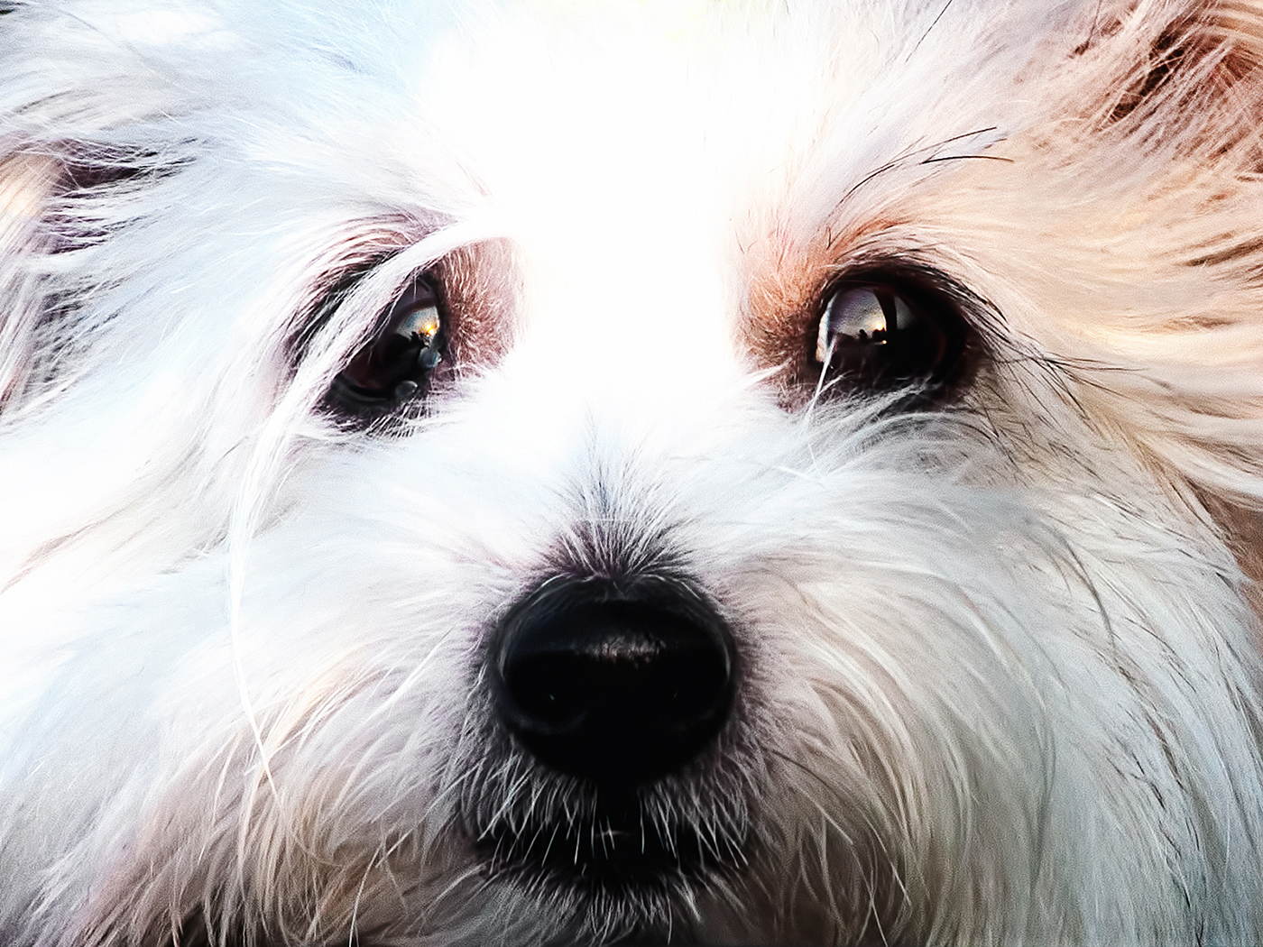 Dogs for Older Adults: Which Breed Is Best for You?